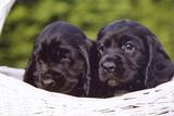 perros perros